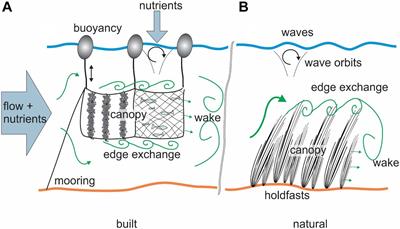 Bridging the Separation Between Studies of the Biophysics of Natural and Built Marine Canopies